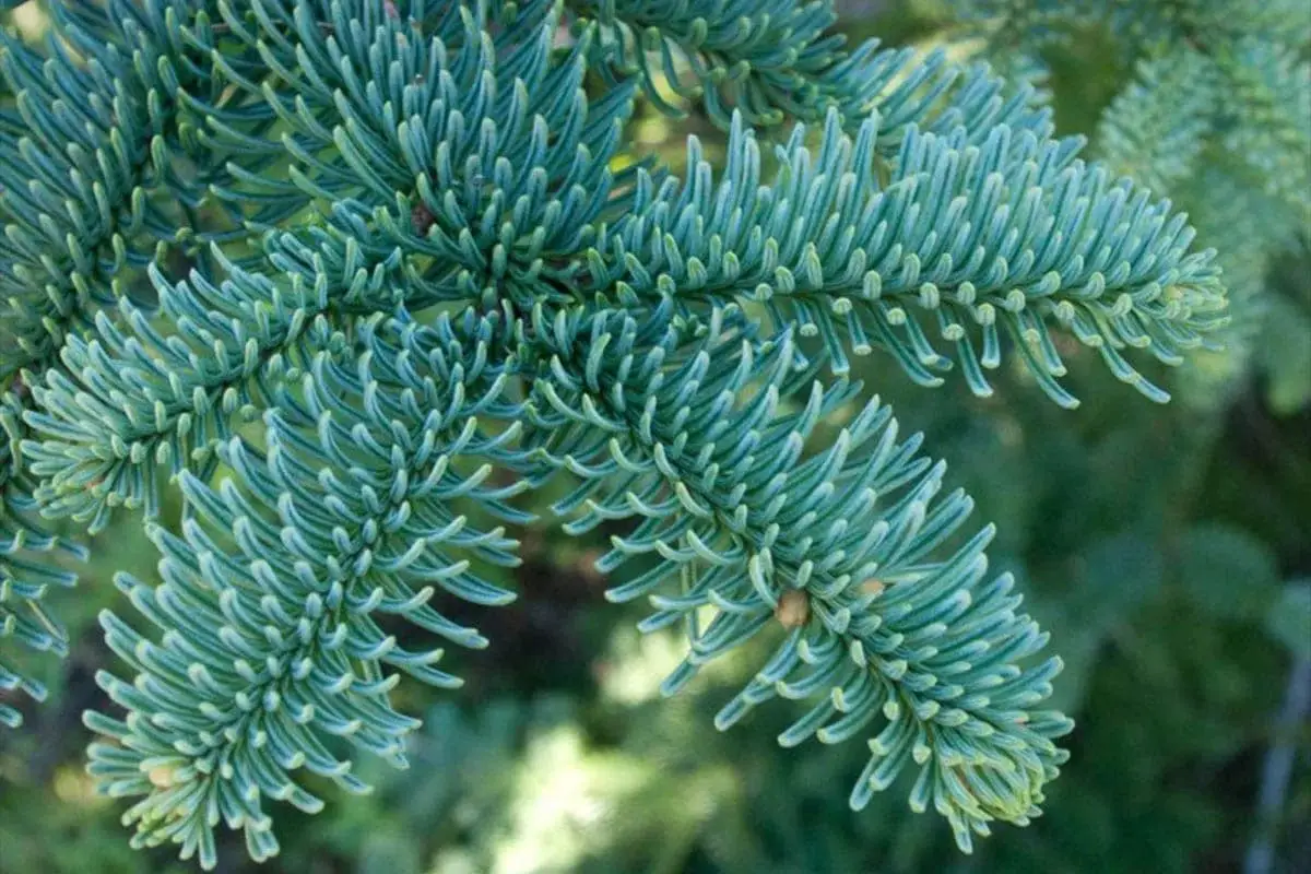 Is Noble fir toxic to cats