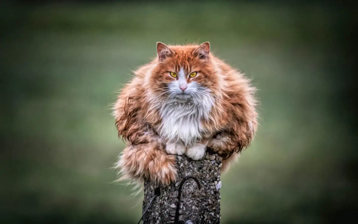 Obese cat