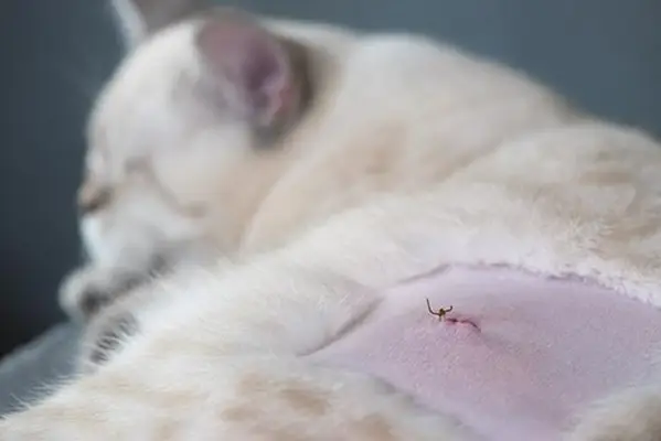 Healing cat belly after surgery