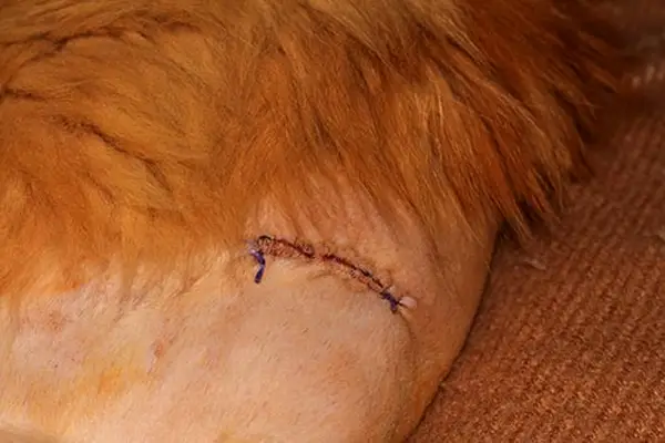 Stitched wound after hip surgery in a Maine Coon cat.
