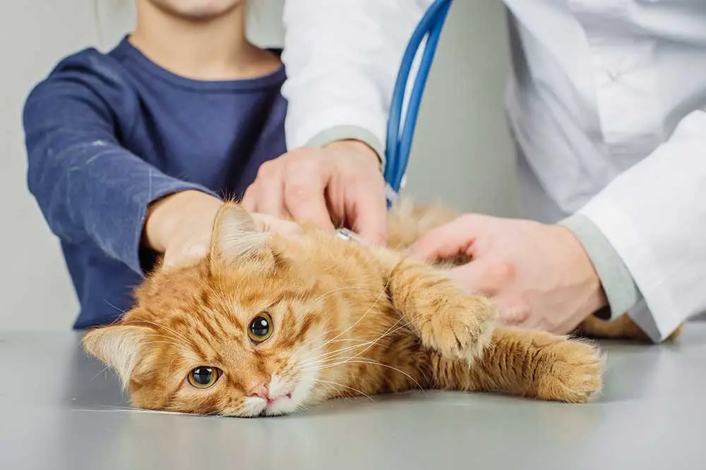 Pictures of Normal & Infected Cat Incisions