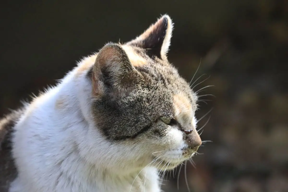 Cognitive dysfunction in senior cats