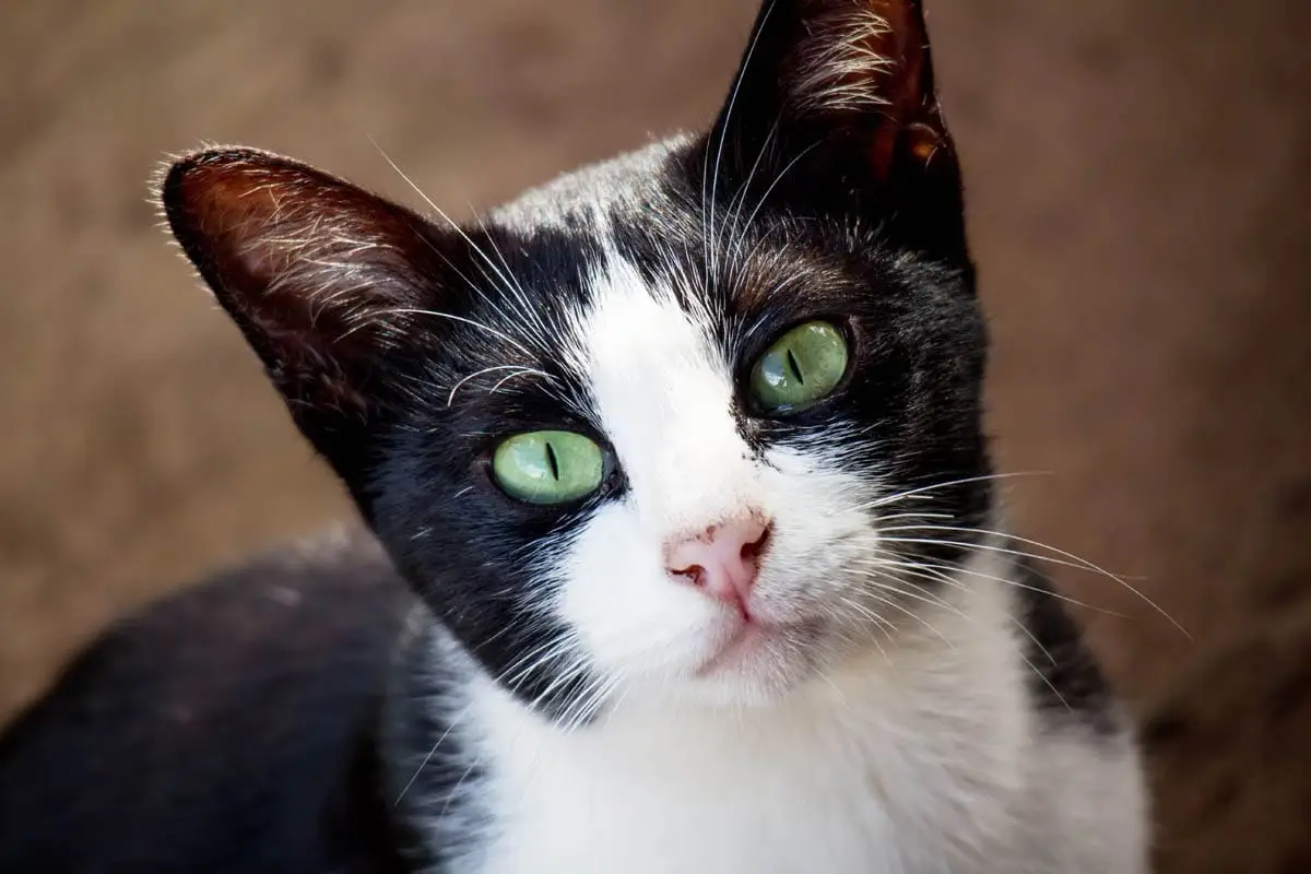 Feline hypertropic cardiomyopathy