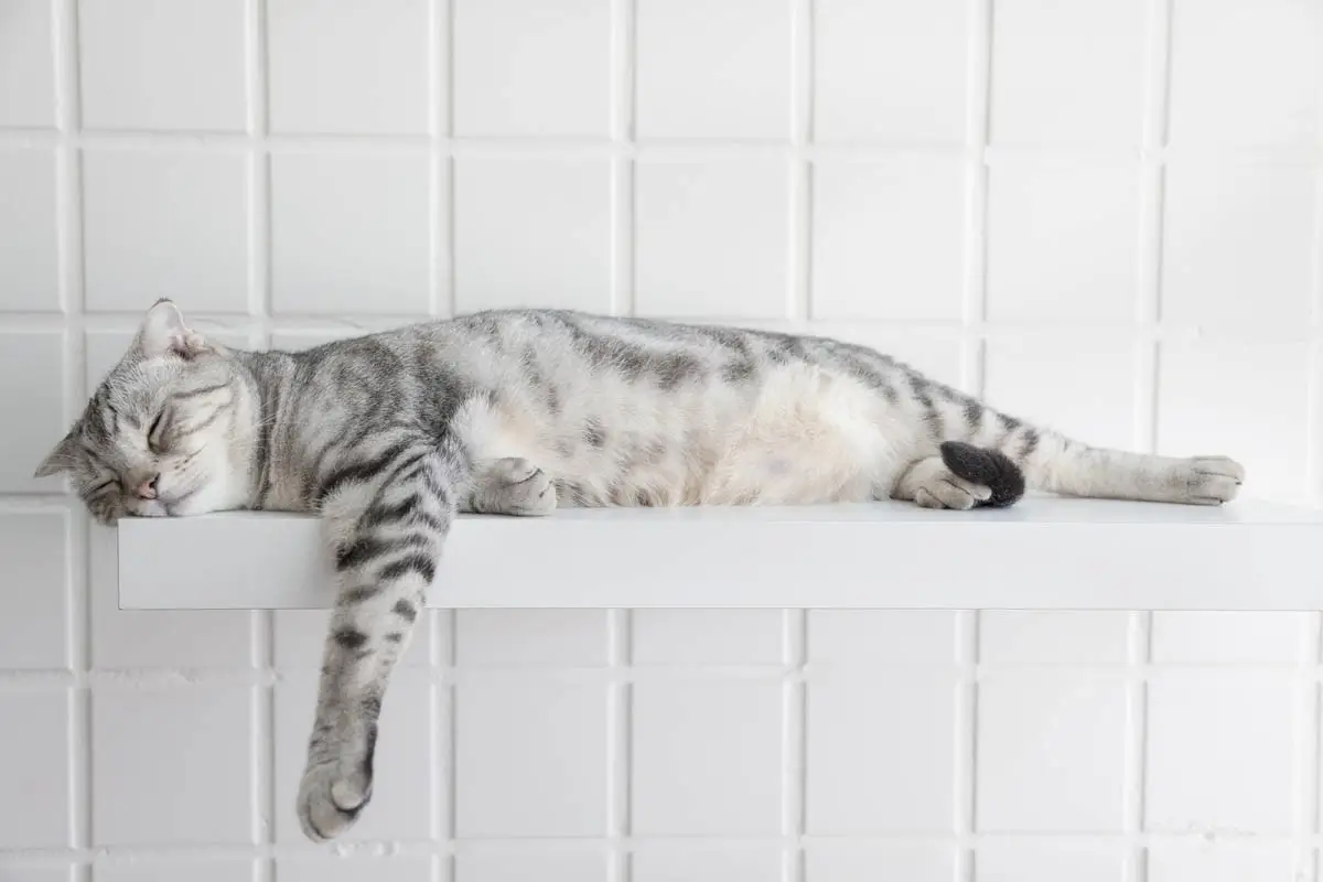 Lethargy in cats