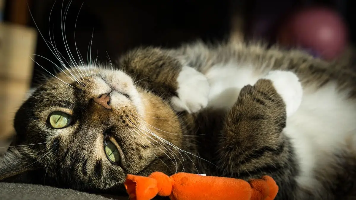 Zantac for cats