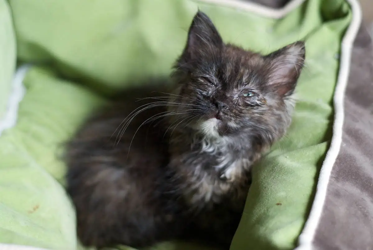 Eye infection in cats