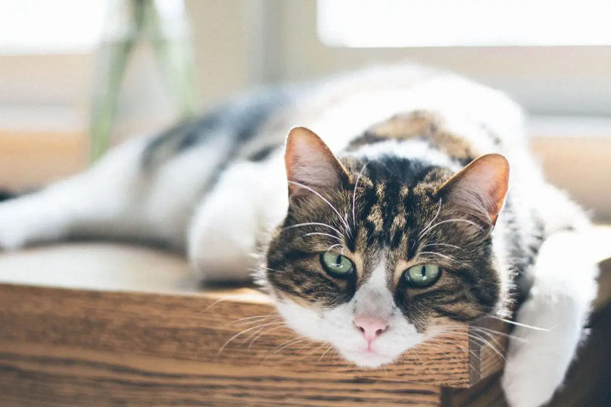 Antiviral therapy for cats