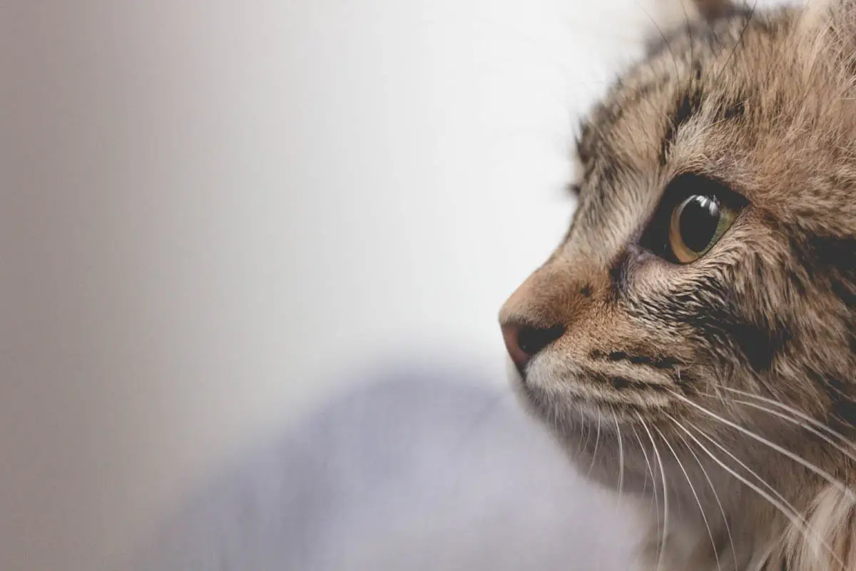 Emergency treatment for toxin exposure in cats