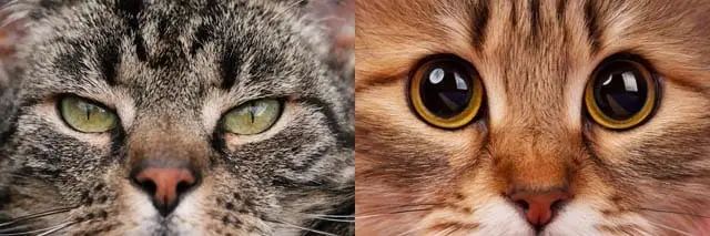 Constricted and dilated pupils in cats