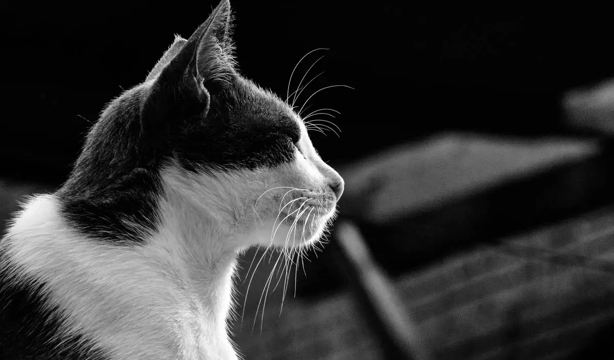 Squinting in cats