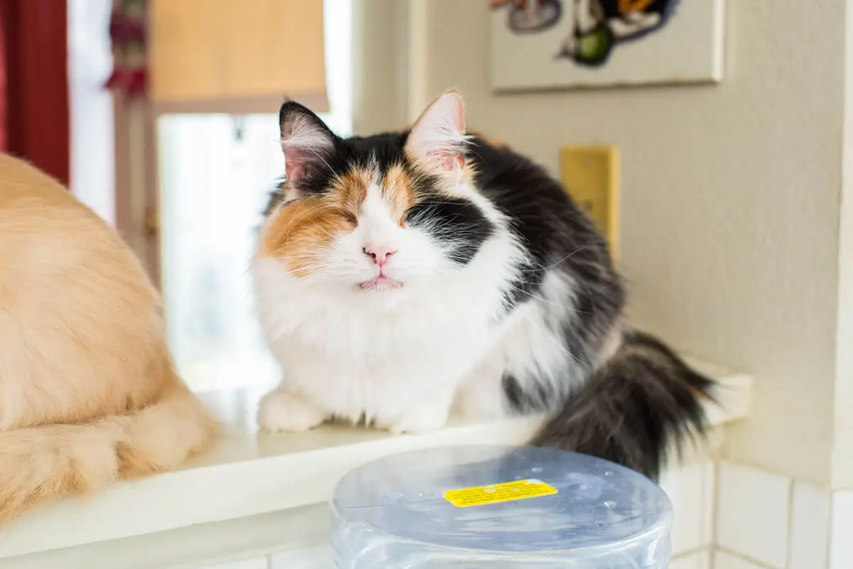 Blindness in cats