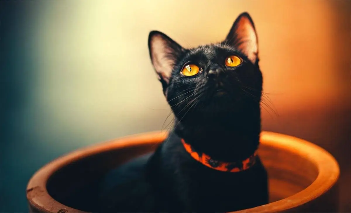 Diagnosing hyperthyroidism in cats