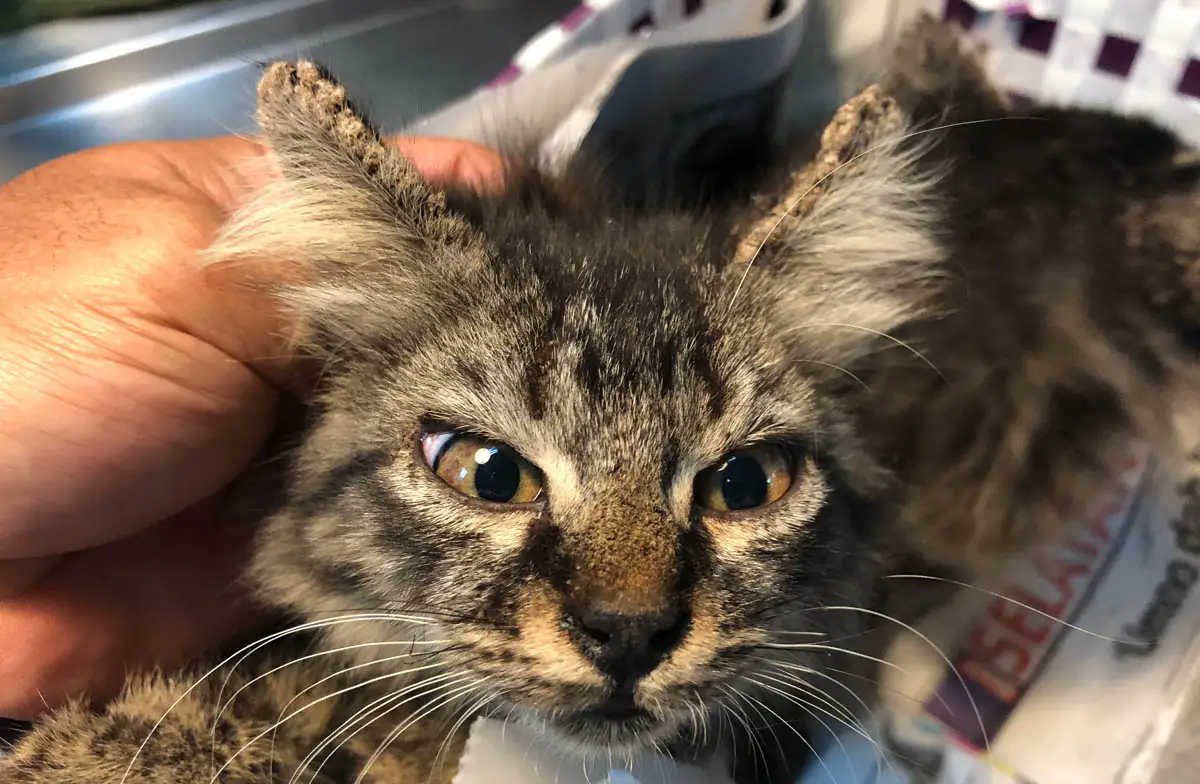 Sarcoptic mange on a cat