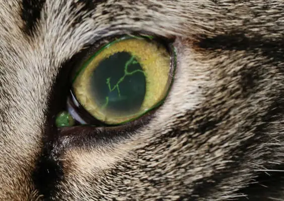 cat eye ulcer
