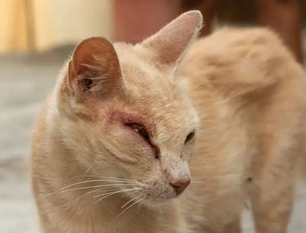 Blepharitis in a stray cat