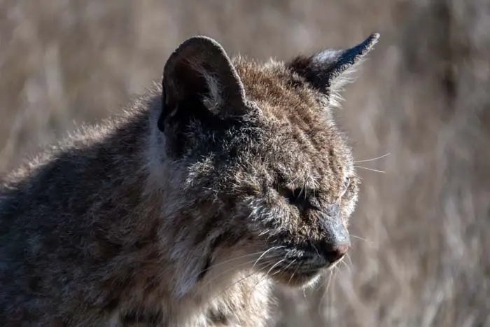 Feline scabies