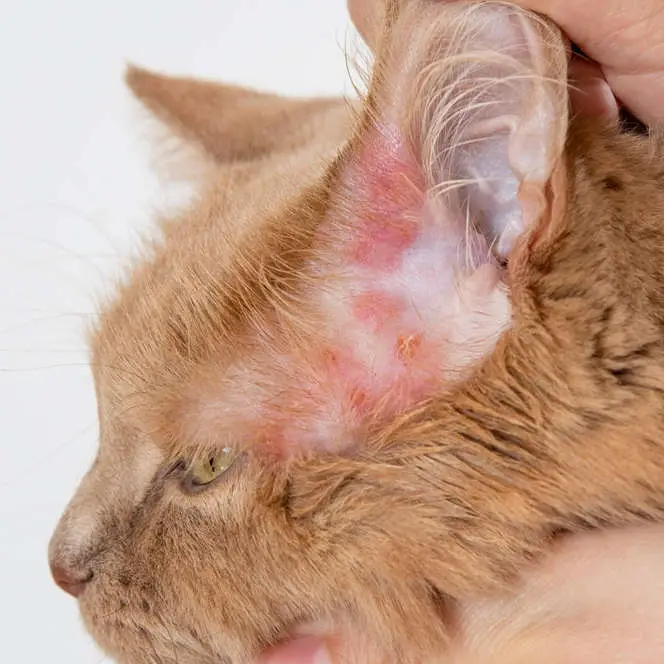 Rash on ears as a result of mange