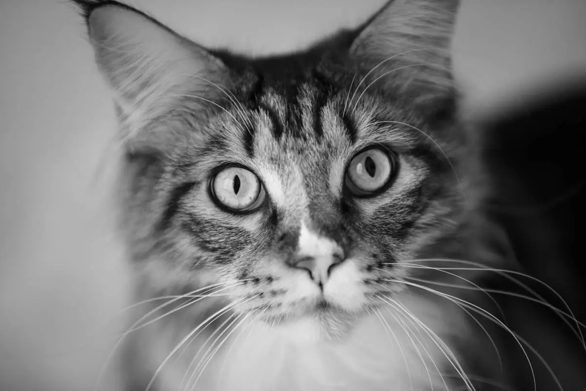 Cryptosporidium in cats