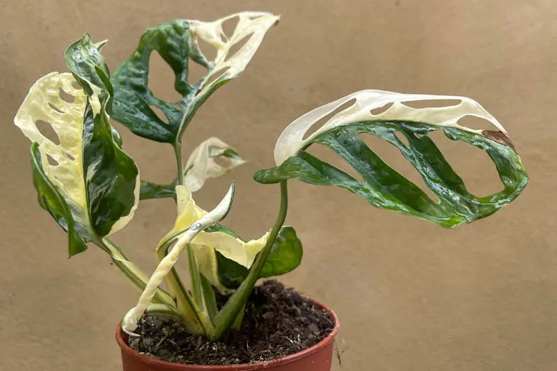 Variegated Monstera adansonii