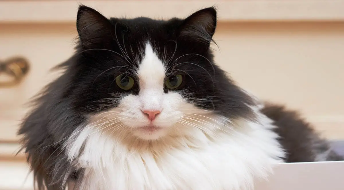 Pancreatitis in cats