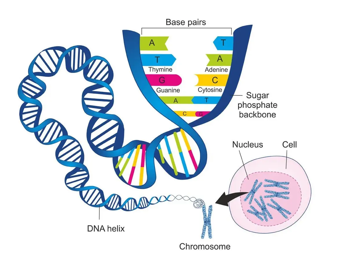 Guanine