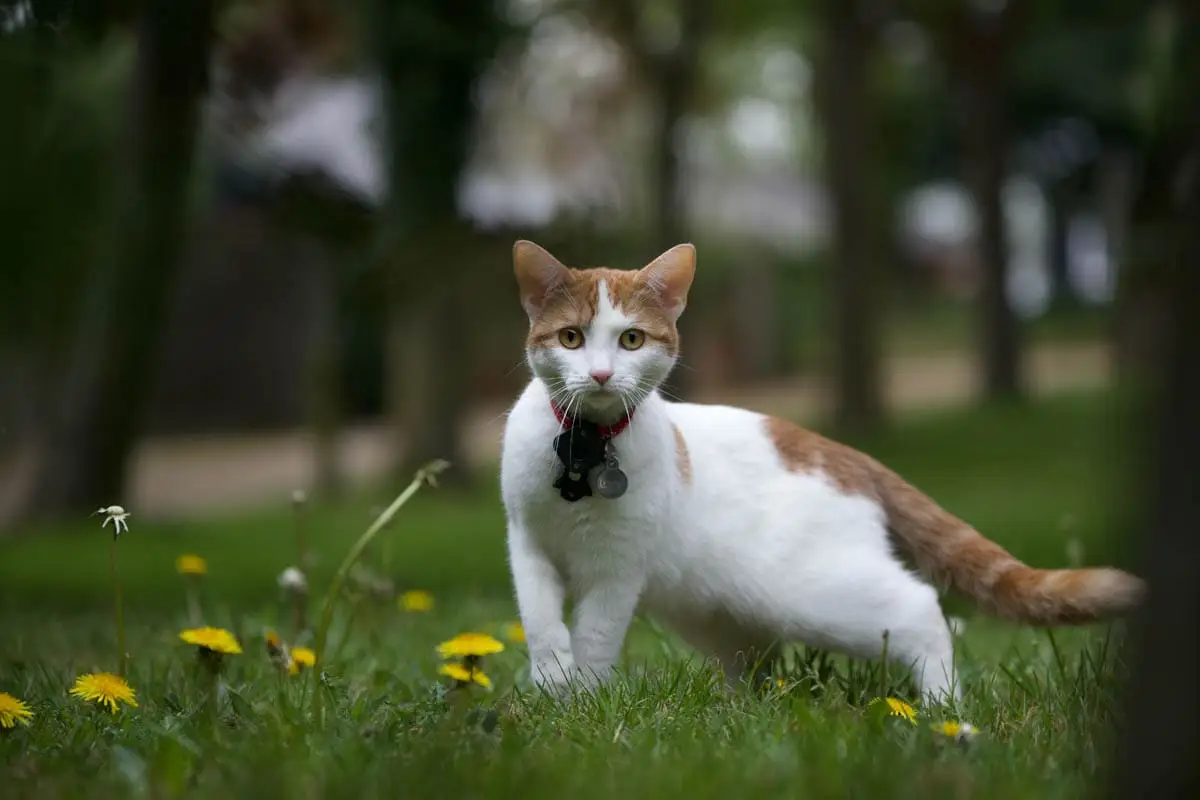 Allergies in cats