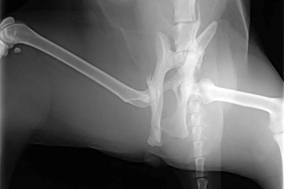 Broken pelvis in cats