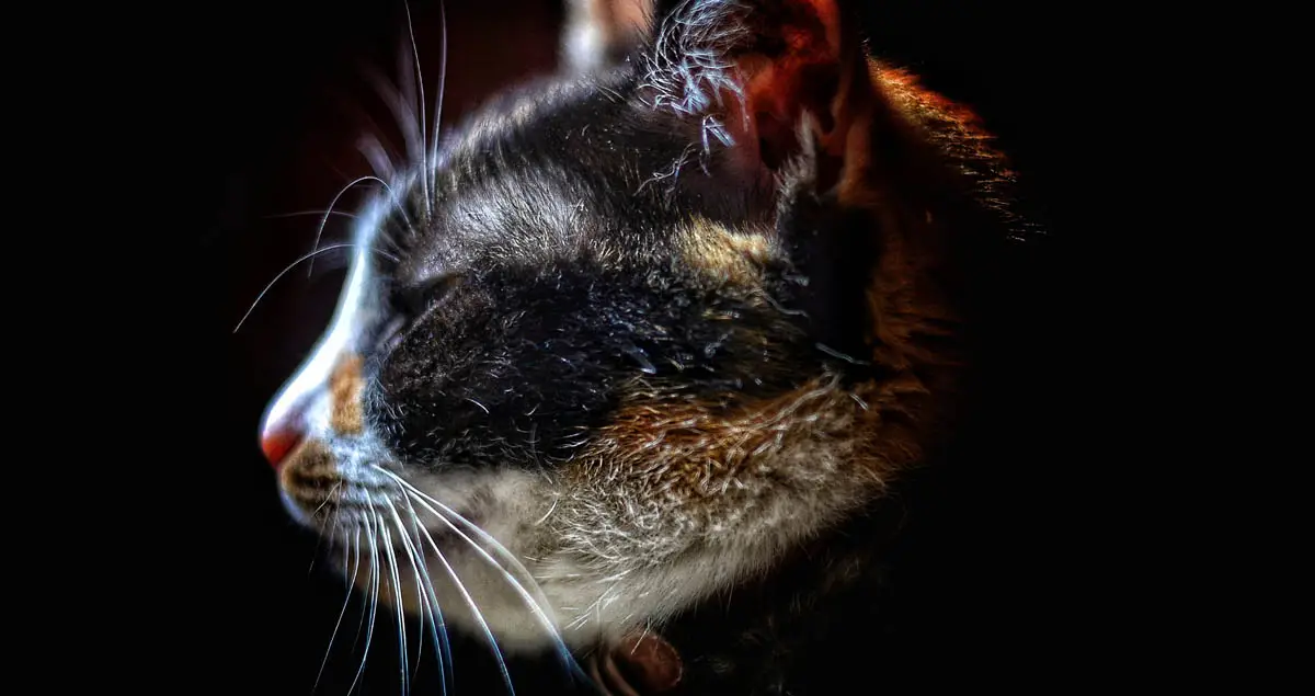 CT scan for cats