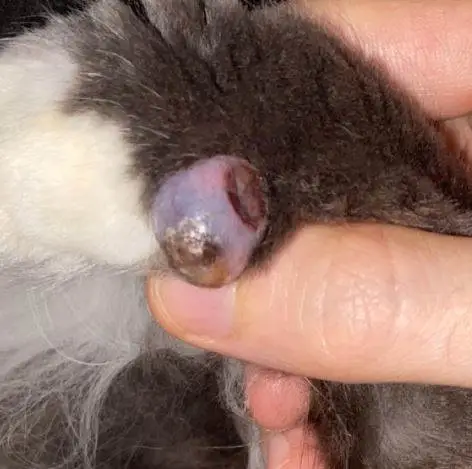 large cyst that requires surgery