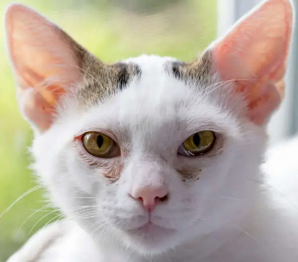 brown discharge in both eyes on a cat