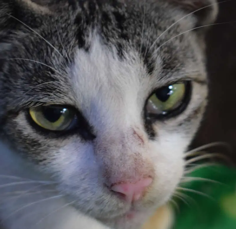 A picture of a cat with brown discharge from their eyes
