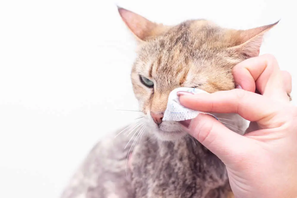 owner cleaning a cat