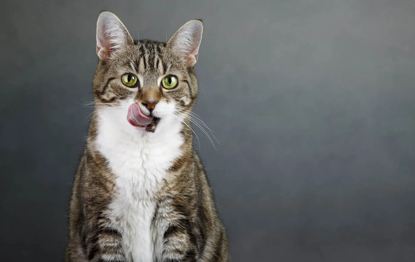 Cat vomiting after eating