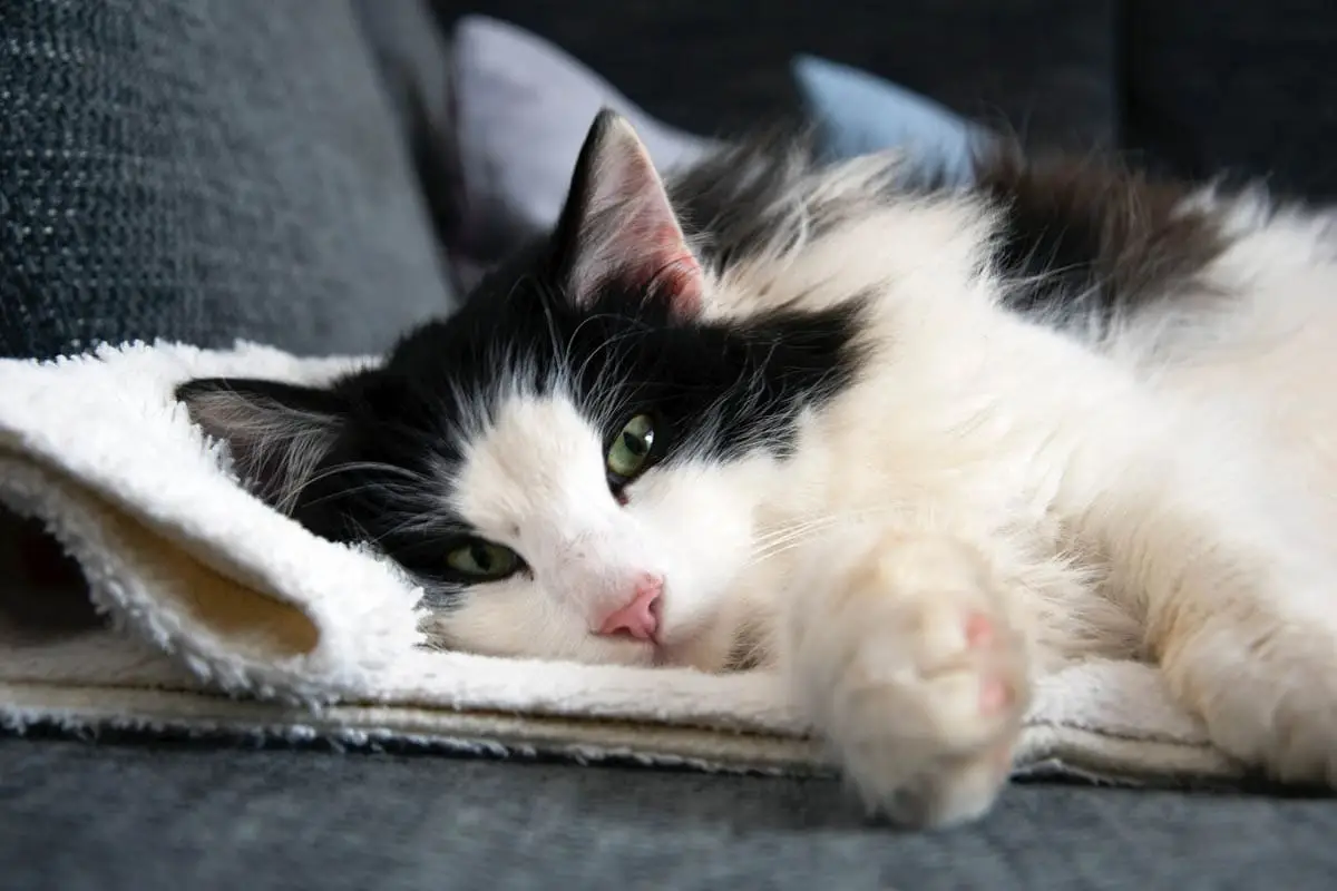 Diagnosing skin conditions in cats