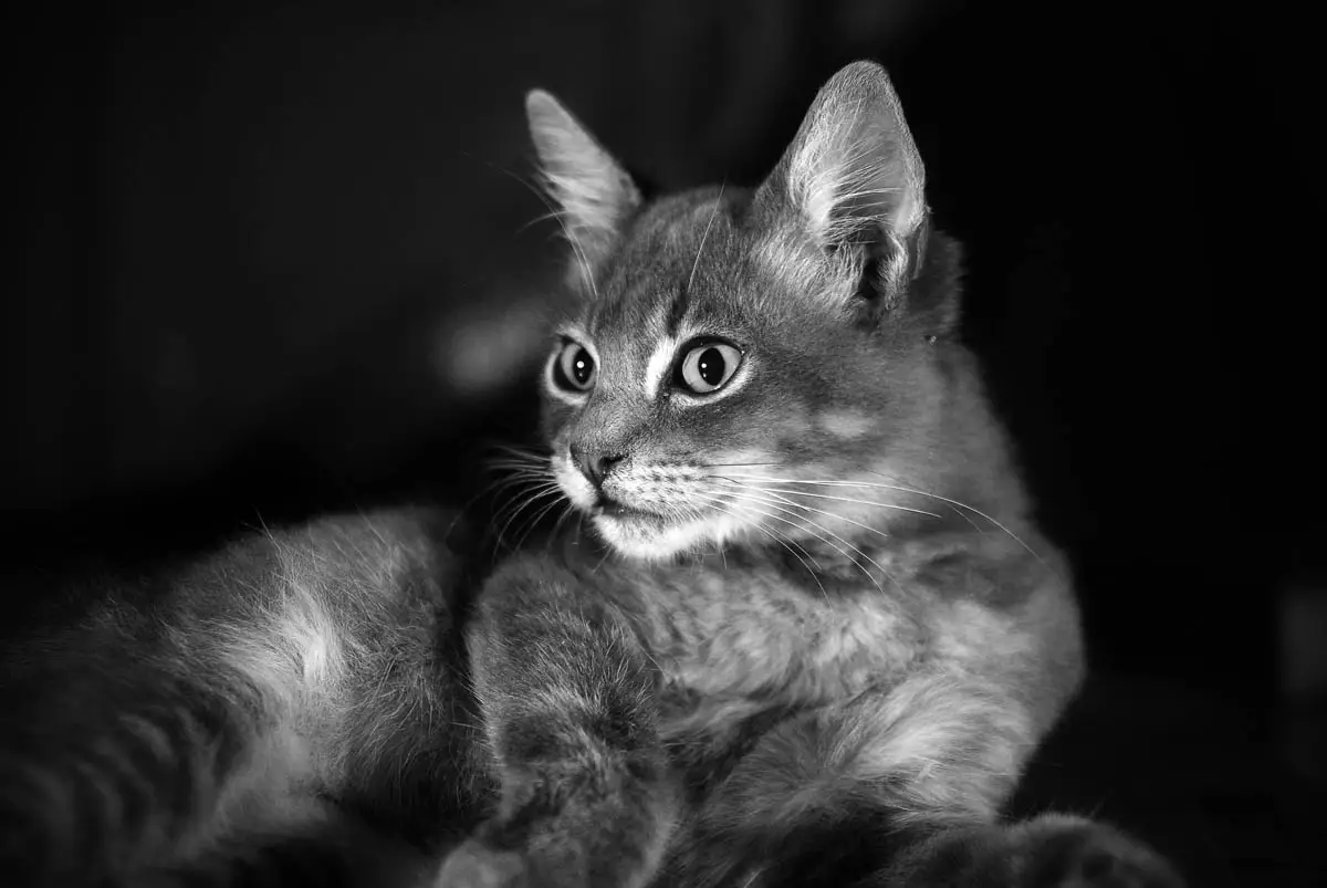 Do cats fart?