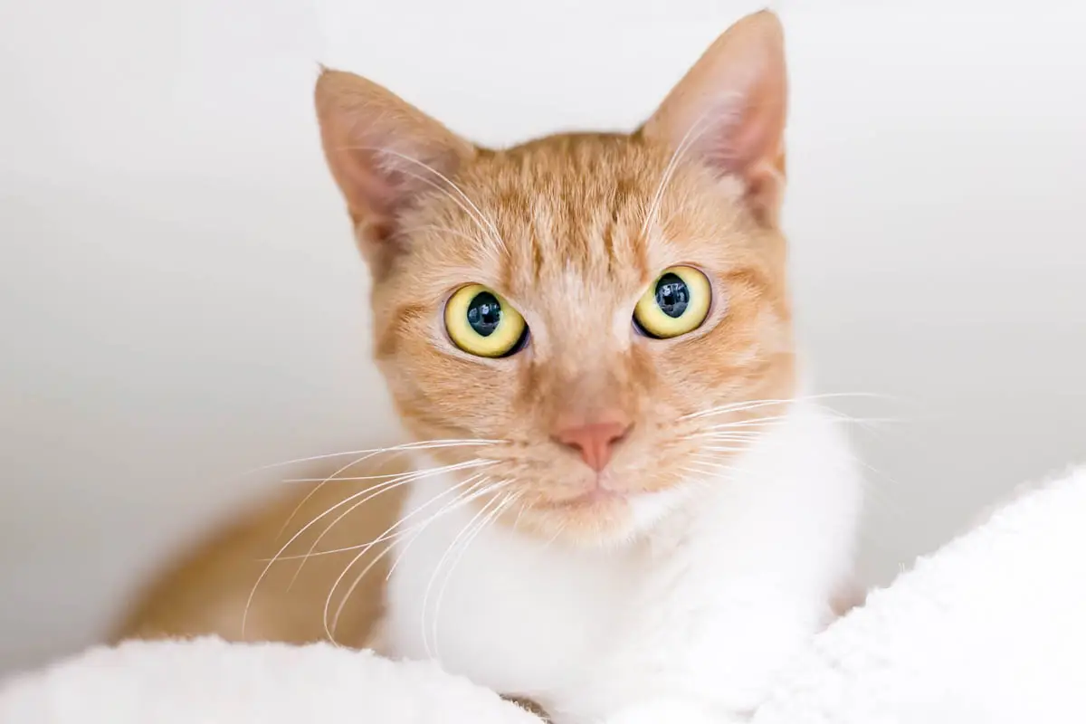 Painful abdomen in cats