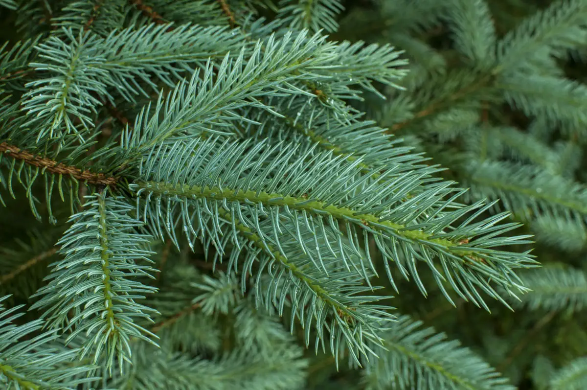 Is white spruce toxic to cats?