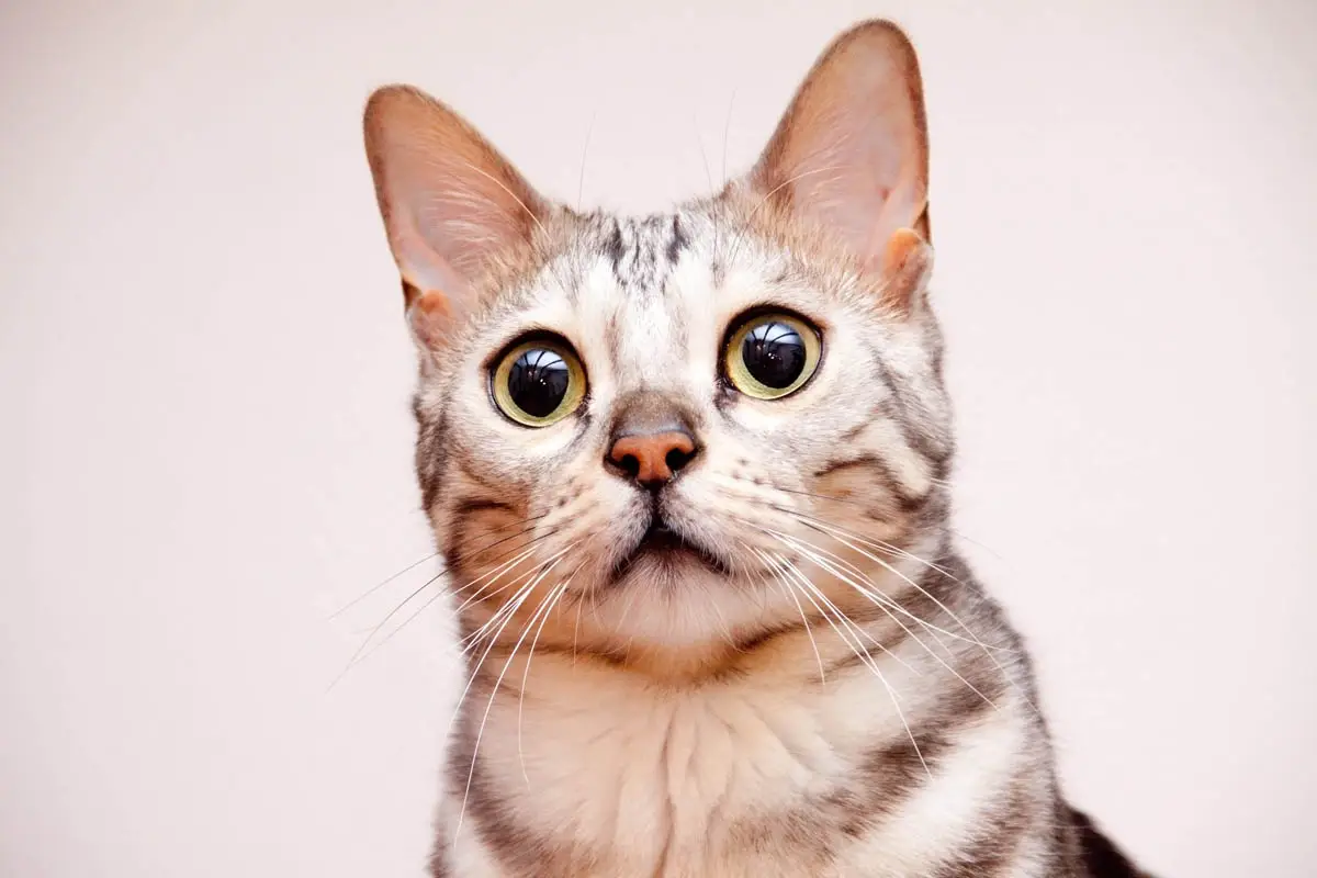 Panting in cats