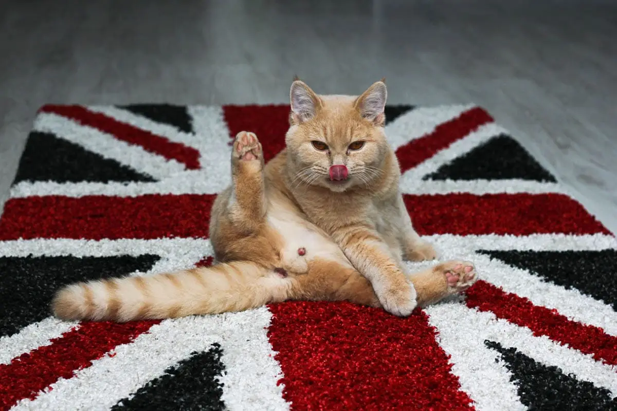 Cat licking genitals