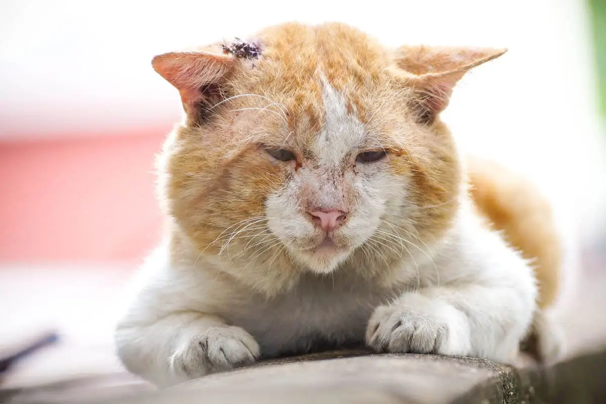What are tomcat jowls?