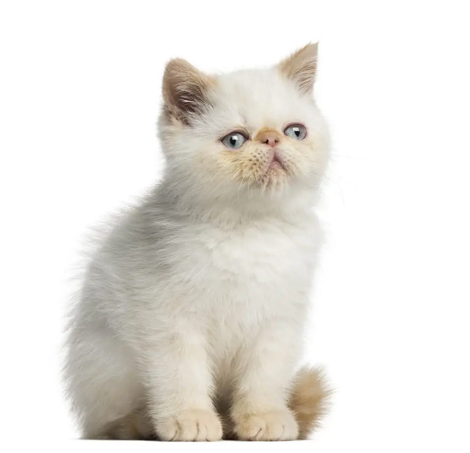 Exotic shorthair
