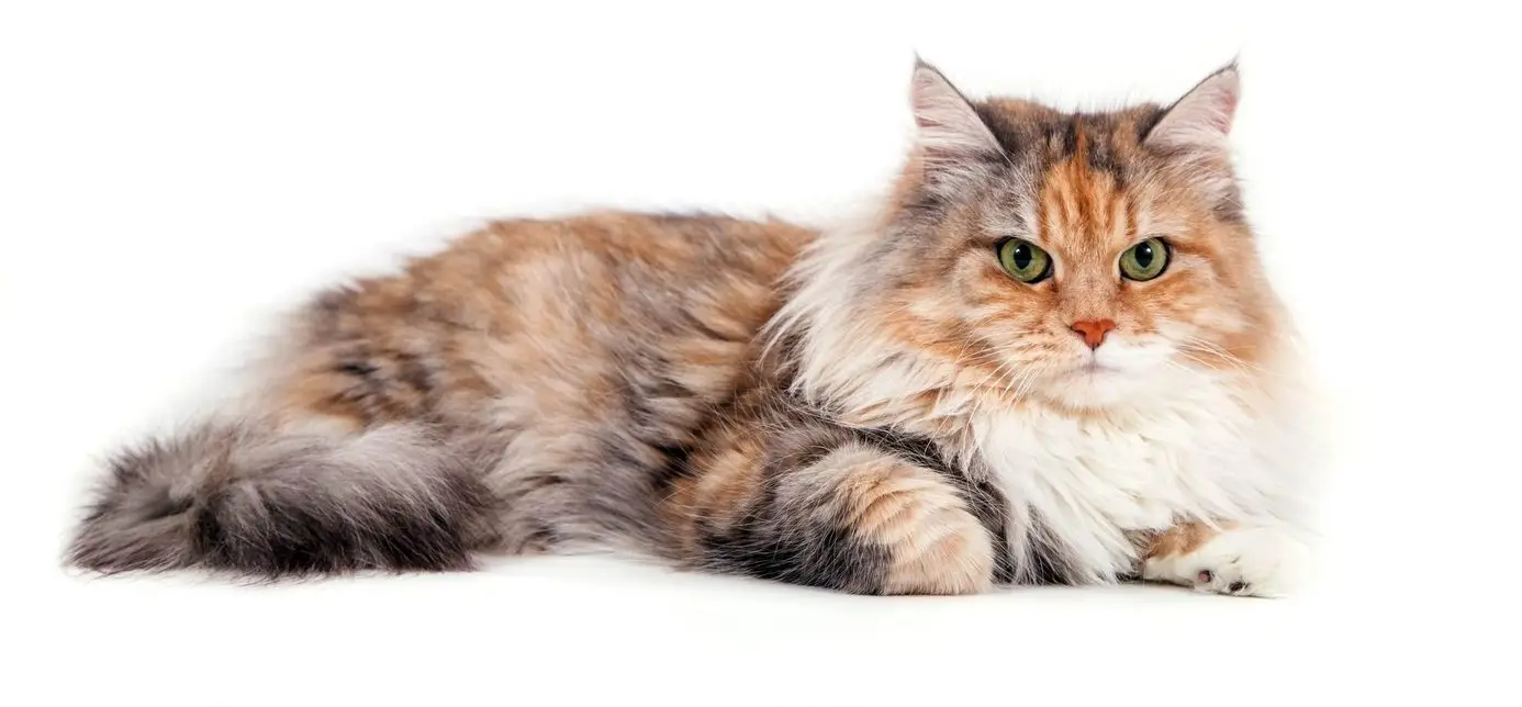 Caliby Siberian cat