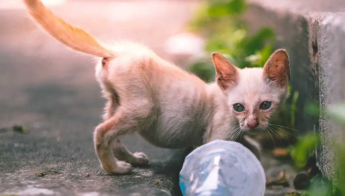 Kitten with a pot belly due to roundworms