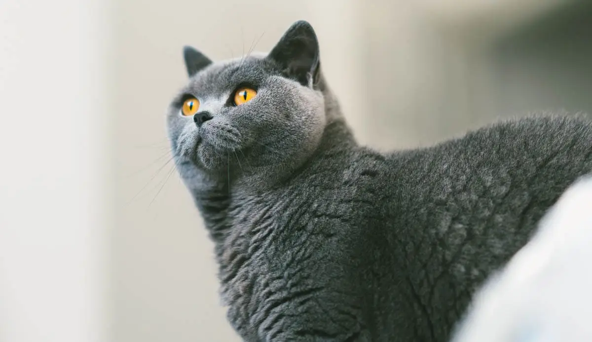 Chronic diarrhea in cats