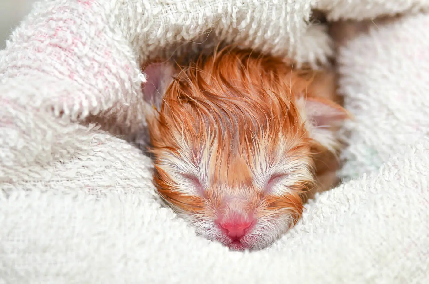 Fading kitten syndrome