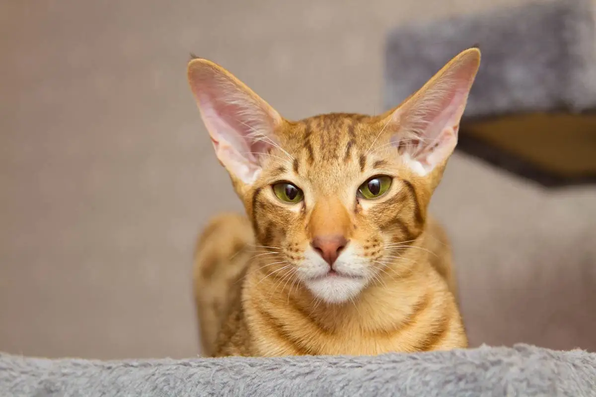 Famciclovir for cats