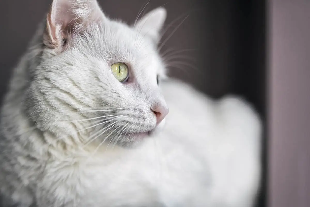 Diabetes in cats