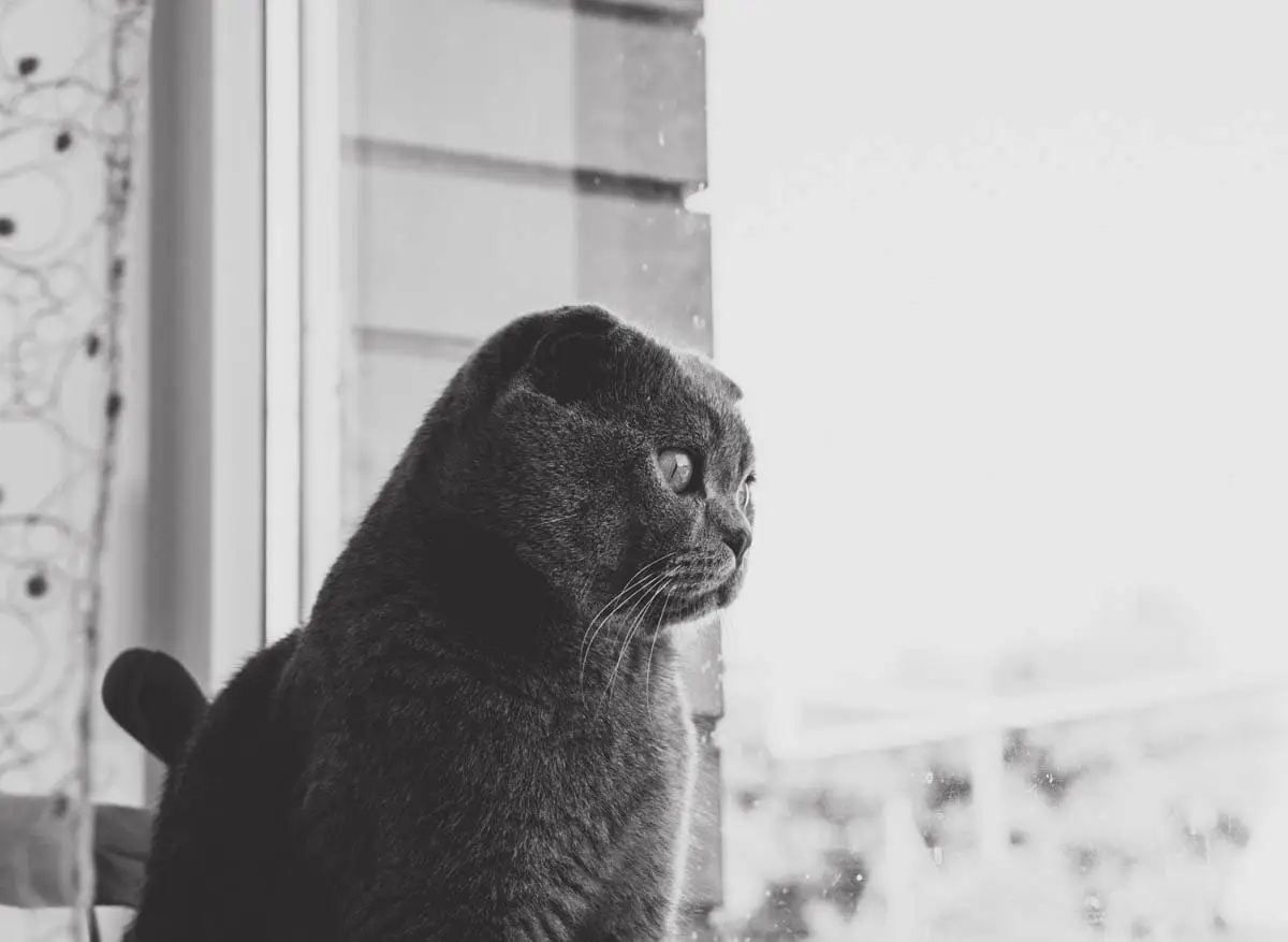 High rise syndrome in cats