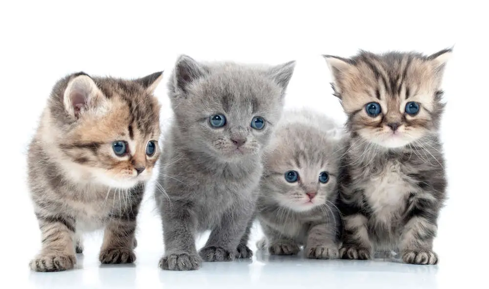 runt in a cat litter