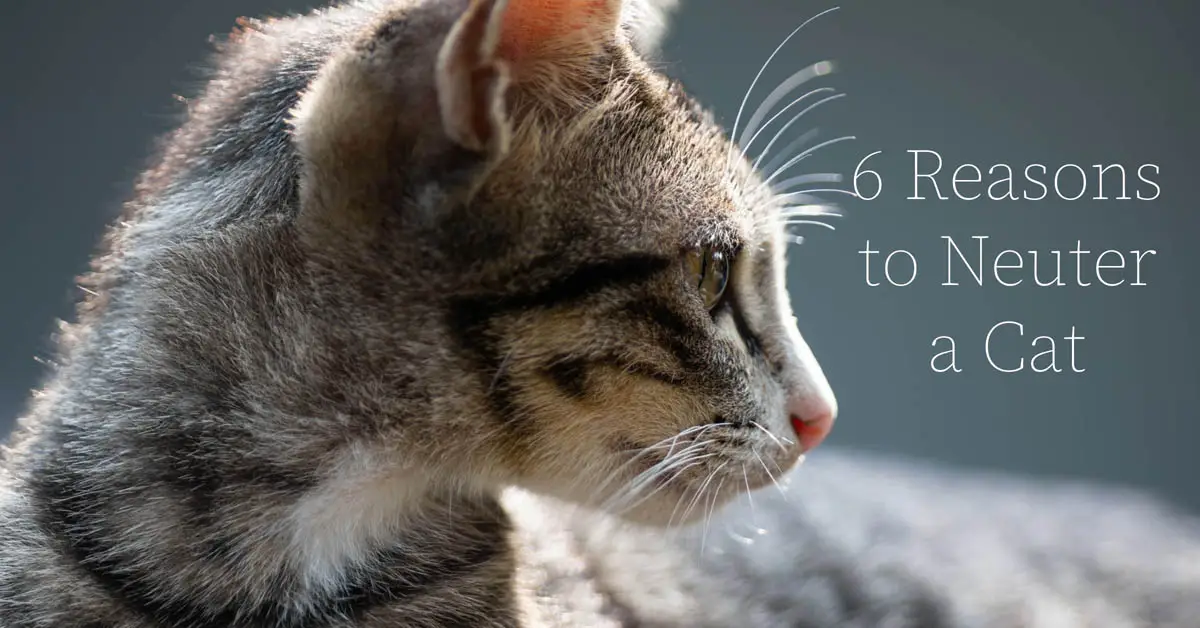 6 reasons to neuter a cat